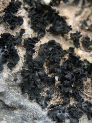 Lathagrium cristatum