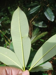 Magnoliopsida
