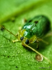 Hemipyxis semiviridis