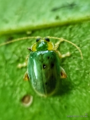Hemipyxis semiviridis