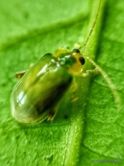 Hemipyxis semiviridis