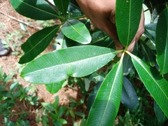 Magnoliopsida