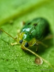 Hemipyxis semiviridis