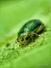 Hemipyxis semiviridis