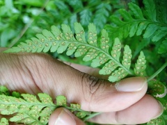Dryopteris sparsa
