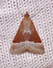 Pyrausta lethalis
