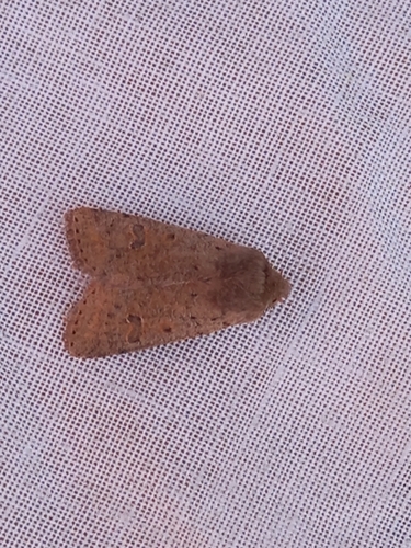 Small Quaker photo 4