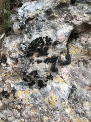 Lathagrium cristatum