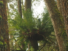 Drynaria pleuridioides