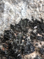 Lathagrium cristatum