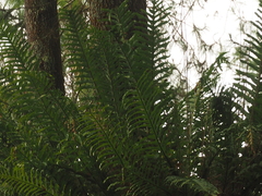 Drynaria pleuridioides