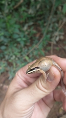Leptodactylus mystaceus
