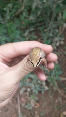 Leptodactylus mystaceus