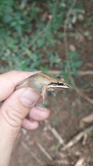Leptodactylus mystaceus