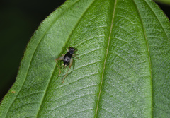 Paratrigonidium nitidum