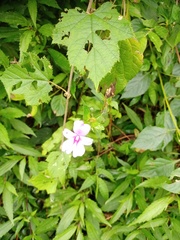 Impatiens platypetala