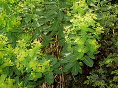 Euphorbia insularis