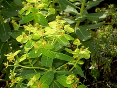 Euphorbia insularis