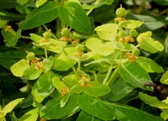 Euphorbia insularis