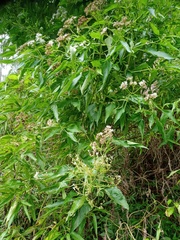 Austroeupatorium inulifolium