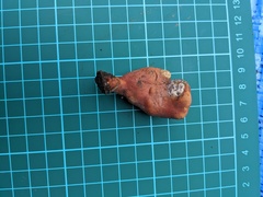 Trichoderma cornu-damae