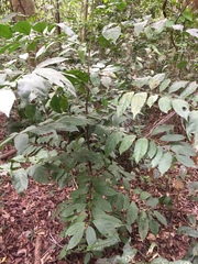 Strombosia pustulata