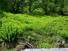 Euphorbia insularis