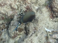Acanthurus leucocheilus