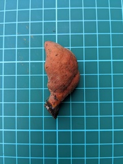 Trichoderma cornu-damae