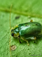 Hemipyxis semiviridis