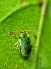 Hemipyxis semiviridis