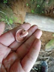 Lactarius