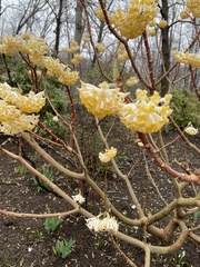 Edgeworthia