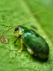 Hemipyxis semiviridis