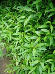 Ageratina riparia