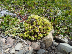 Colobanthus lycopodioides