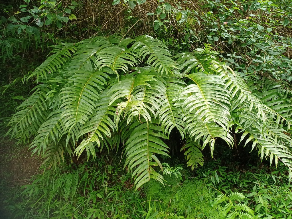 Drynaria pleuridioides