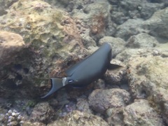 Acanthurus leucocheilus