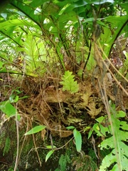 Drynaria pleuridioides