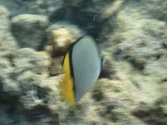 Chaetodon