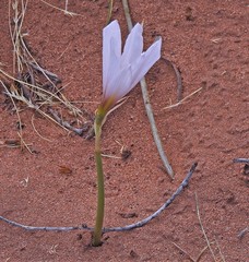 Zephyranthes jamesonii