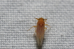 Metadelphax propinqua