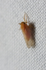 Metadelphax propinqua