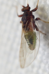 Bactericera antennata