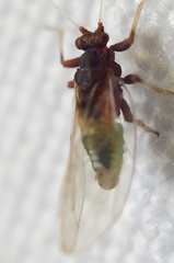 Bactericera antennata