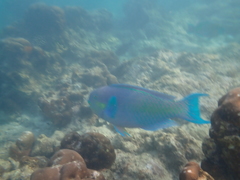 Chlorurus strongylocephalus