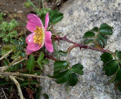 Rosa serafinii