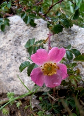 Rosa serafinii