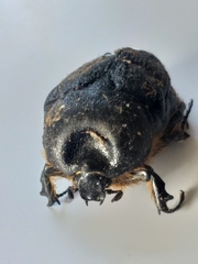 Rhinocoeta cornuta