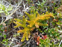 Austrolycopodium alboffii